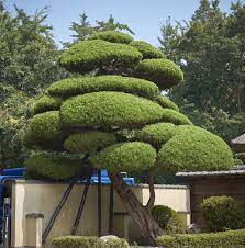 Cedric Nivoliez Japanese Garden Landscape Front Garden Landscape Japan Garden