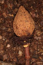 Image result for Pentadesma