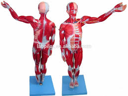 Male body internal organs chart with labels on white background. 18 Parts 78cm Full Body Muscles Model Anatomical Muscles Of Male Model Buy Human Muscle Model Human Body Model Male Model Body Size Product On Alibaba Com