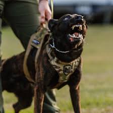 Georgia Police K9 Foundation 的Instagram photo • Jan 7, 2025 at 4:00 AM