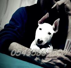 Satilik Bull Terrier Yavru Yavru Kopek Fiyatlari Kopek Yavru Kopek Coban Kopegi