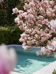 Image result for magnolia soulangeana