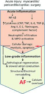 Symptoms can include shortness of breath, chest pain, decreased ability to exercise, and an irregular heartbeat. Schema Illustrating The Role Of Acute And Lowgrade Inflammation In Af Download Scientific Diagram