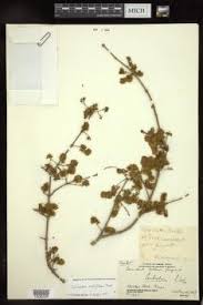 Image result for Combretum celastroides