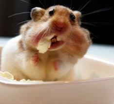 Funny and cute hamster video tiktok from tiktok pets,hamster,cat,dog,hooman,petshop,hewan peliharaan this is hamster cult meme compilation (hamster pfp tik tok meme) by lbuckley. Funny Hamster Discord Pfp Novocom Top