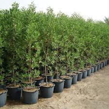 Image result for Conocarpus erectus