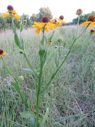 Image result for Ornithogalum flexuosum