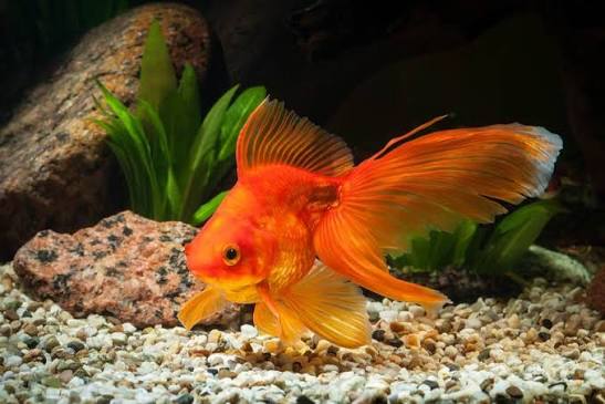 Goldfish