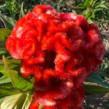 Image result for Celosia pandurata