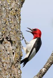 Bird With Red Spot On Head A Red Headed Woodpecker Makes An Appearance On The South Canadian River In Norman Look Carefully And You Animals Are Beautiful People Bird Watching Wild Birds