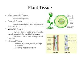 During photosynthesis, chlorophyll containing cells of leaves (fig. Plant Structure And Function Plant Cells Cell Typeexamplefunctions Parenchyma Storage Photosynthesis Gas Exchange Protection Tissue Repair And Replacement Ppt Download