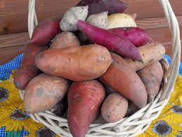 We share with you how growing sweet potatoes in containers for a big harvest is easy. How To Grow Sweet Potatoes In Containers Diy