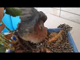 Kumru Yuvasi Youtube