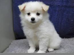 If you have seen any photos or books filled with photos of shaved pomeranian images, it's likely that you would at least consider having it done for your pomeranian too. White Pom White Pomeranian Puppy Price Novocom Top