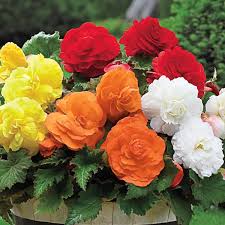 Image result for Begonia clypeifolia