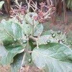 Image result for Ehretia cymosa