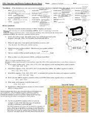 Read the screens and follow the directions to complete the game. Protein Synthesis Virtual Lab Pdf Name Period Date Dna Replication Protein Synthesis Virtual Lab Sheet Part 1 Dna Replication Click The Following Course Hero