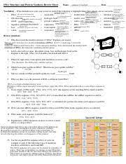 Dna, dna replication, genes, messenger rna (mrna), proteins, protein synthesis, ribosomes. Protein Synthesis Virtual Lab Pdf Name Period Date Dna Replication Protein Synthesis Virtual Lab Sheet Part 1 Dna Replication Click The Following Course Hero