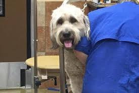 Directory of Dog Grooming in Edna, TX