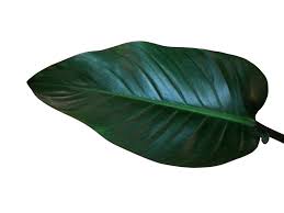 Look for costa farms' birkin philodendron in the trending tropicals® collection at your favorite retailer. Congo Rojo Philodendron Care Growing Philodendron Congo Rojo