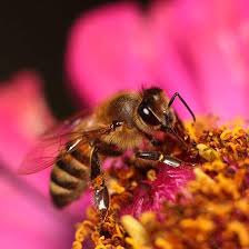 · honey bees will forage on any nectar or pollen producing plants. Top 10 Tips For Planting For Honeybees Mother Earth News