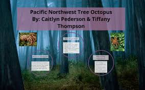 The pacific northwest tree octopus is an internet hoax created in 1998 by a humor writer under the pseudonym lyle zapato. Pacific Northwest Tree Octopus By Tiffany Thompson