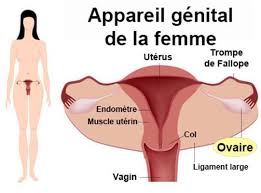 Elles interviennent principalement lors de l'ovulation (lorsque le corps se prépare à la fécondation), avant les règles et même pendant. Kyste De L Ovaire Symptomes Traitement Definition Docteurclic Com