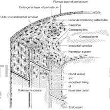 Compact bone consists of outer and inner sheets of lamellar bone (not seen here) and haversian systems, shown here, that run parallel to the long axis of bones. Structure Of Compact Bone Longitudinal And Cross Sectional View Of Download Scientific Diagram
