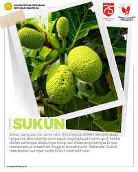 Buah sukun in a sentence and translation of buah sukun in english dictionary with audio pronunciation by dictionarist.com. Kementerian Pertanian Ri Ø¯Ø± ØªÙˆÛŒÛŒØªØ± Sobatani Mintani Ingin Memperkenalkan Salah Satu Sumber Karbohidrat Alternatif Nasi Yakni Buah Sukun Di Beberapa Daerah Di Indonesia Panganan Lokal Ini Juga Dikenal Sebagai Keluih Kulur Ketimbul