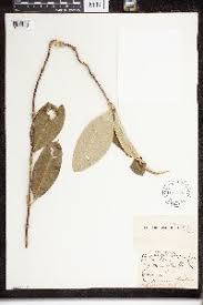 Image result for Cryptolepis apiculata