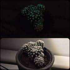 Reddit gives you the best of the internet in one place. Nick On Twitter Glow In The Dark Cactus Groovy Cactus