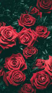 Download and use 70,000+ flower images for free. Red Rose Wallpapers 45 Best Red Rose Wallpapers And Images On Wallpaperchat