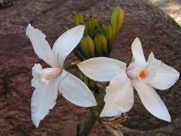 Image result for Vanilla roscheri