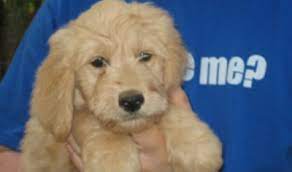 This means that an f2 is bred with a poodle. Breeders Georgia