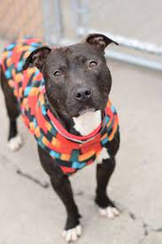 Benji A1062537 I Love Dogs Animals Dog Cat