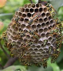 Eloigner Les Guepes Repulsif Et Produit Anti Guepe Trucs Et Astuces Astuce Jardin Astuce De Grand Mere