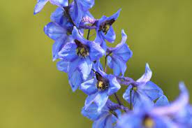 Difference Between Delphinium And Larkspur Delphinium Flowers Delphinium Larkspur Flower