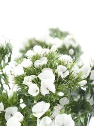 Laden sie lizenzfreie hochzeitsstrauß aus weißen rosen auf einem stein liegend stockfotos 35453231 aus depositphotos' kollektion von millionen erstklassiger stockfotos, vektorbilder und illustrationen mit hoher auflösung herunter. 280 Hochzeit Weiss Ideen In 2021 Hochzeit Brautstrausse Schleierkraut