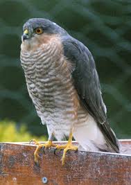 Uk Birds Of Prey Images Birds Of Prey Uk Identify Birds Of Prey Uk Birds Of Prey Pet Birds