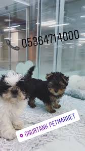 Yorkshire Terrier Ve Shih Tzu Yorkshire Terrier Ve Shih Tzu Kopek Kopekseverler Kopeksahiplendirme Kopekyavrusu Shih Tzu Yorkshire Terrier Yorkshire