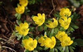 Information About Winter Aconite Tips On Growing Winter Aconite Plants Spring Flowering Bulbs Planting Hydrangeas