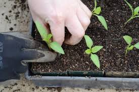 Mulai dari tanaman langka, tanaman bunga, tanaman hutan dan bahkan hingga ke tanaman tahunan. Pusat Distributor Grosir Eceran Jual Bibit Tanaman Langka Murah Online Di Kota Kabupaten2 Samudrabibit Com