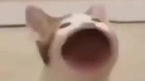 Nov 24, 2020 · the perfect pop cat animated gif for your conversation. Popcat Coub The Biggest Video Meme Platform