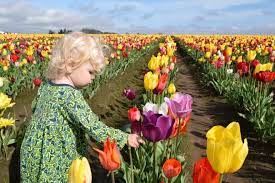 Maybe you would like to learn more about one of these? 10 Gorgeous Flower Festivals In Portland Nearby To Fro Fam