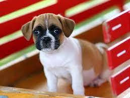 Check spelling or type a new query. 10 Of The Most Peculiar But Absolutely Gorgeous Pug Mixes You Need To See