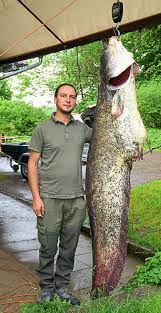 Wels is a group of nearly 370,000 men, women, and children in nearly 1,300 congregations across the united states and canada united by a common faith in christ's saving love. Rottweil Rekordfang Angler Hat 67 Kilo Wels An Haken Rottweil Umgebung Schwarzwalder Bote