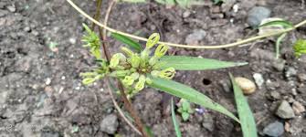 Image result for Ceropegia spatuliloba