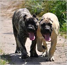 The Importance Of Keeping Your Dog Mentally Stimulated Kopek Danua Kaleler