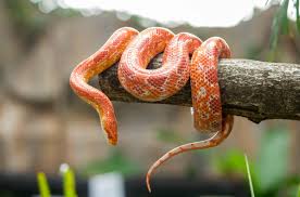 Tap or swipe to guide your snake. Transporting Snakes To The Vet Companion Animal Hospital