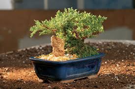 The bc bonsai society is a club located in the lower mainland of british columbia, canada. Bonsai Plants General Information